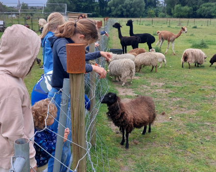 Alpaca's bij Lucia thuis