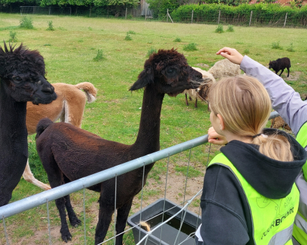 Alpaca's bij Lucia thuis