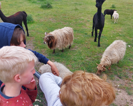 Alpaca's bij Lucia thuis