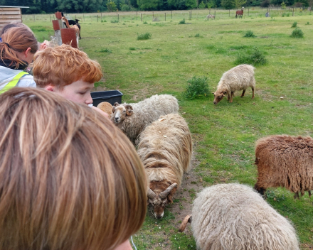 Alpaca's bij Lucia thuis