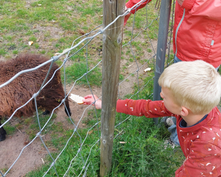 Alpaca's bij Lucia thuis