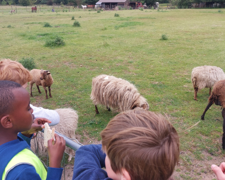 Alpaca's bij Lucia thuis