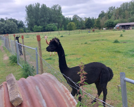 Alpaca's bij Lucia thuis