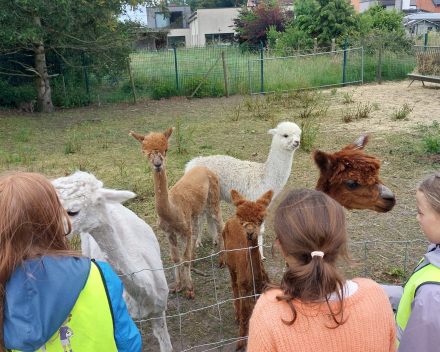 Alpaca's bij Lucia thuis