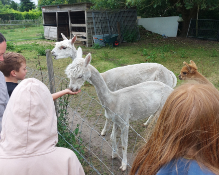 Alpaca's bij Lucia thuis