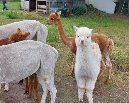 Alpaca's bij Lucia thuis