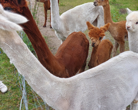 Alpaca's bij Lucia thuis