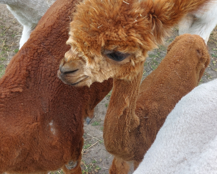 Alpaca's bij Lucia thuis