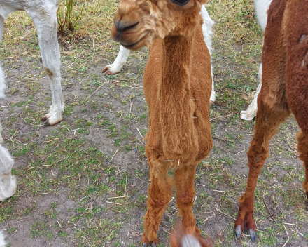 Alpaca's bij Lucia thuis