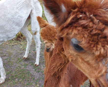 Alpaca's bij Lucia thuis