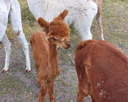 Alpaca's bij Lucia thuis