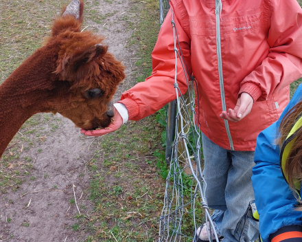 Alpaca's bij Lucia thuis