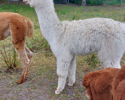 Alpaca's bij Lucia thuis