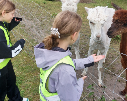 Alpaca's bij Lucia thuis