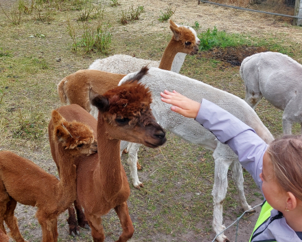 Alpaca's bij Lucia thuis