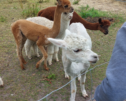 Alpaca's bij Lucia thuis